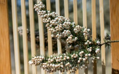 Magiczne pomysły na udekorowanie płotu weselnego