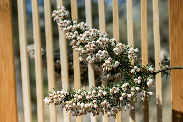 Magiczne pomysły na udekorowanie płotu weselnego